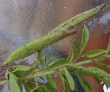 redwhisker clammyweed