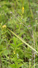 roadside agrimony