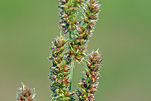 rough barnyard grass (var. microstachya)