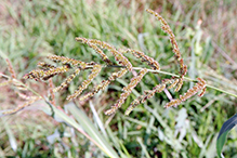 rough barnyard grass (var. microstachya)