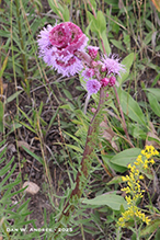 rough blazing star