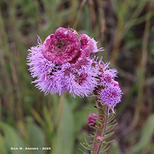 rough blazing star