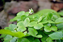 round-lobed hepatica