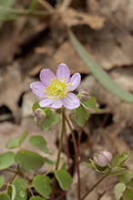 rue anemone