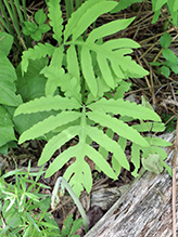 sensitive fern