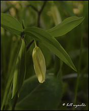 sessile-leaf bellwort