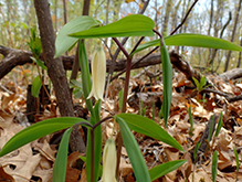 sessile-leaf bellwort