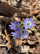 sharp-lobed hepatica