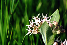 showy milkweed 