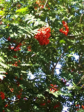 showy mountain-ash