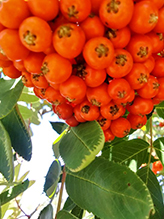 showy mountain-ash