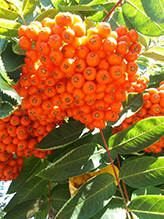 showy mountain-ash