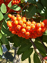 showy mountain-ash