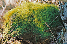 silvergreen bryum moss