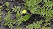 silverweed