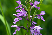 small purple fringed orchid