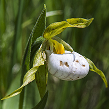 small white lady’s slipper