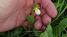 small white lady’s slipper