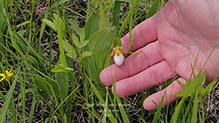 small white lady’s slipper
