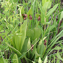 small white lady’s slipper