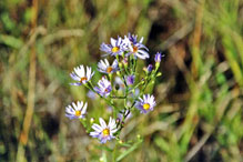 smooth blue aster