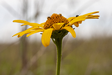 smooth oxeye