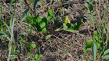smooth yellow violet