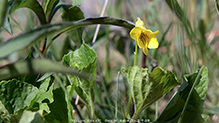 smooth yellow violet