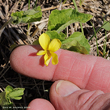 smooth yellow violet