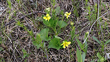 smooth yellow violet