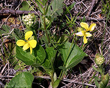 smooth yellow violet