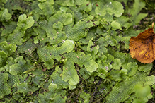 snakeskin liverwort