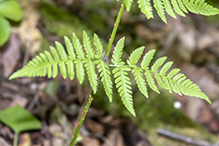 spinulose wood fern