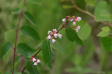 spreading dogbane