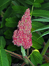 staghorn sumac