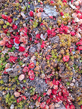 staghorn sumac