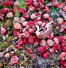 staghorn sumac