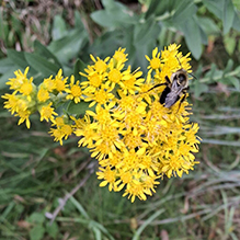 stiff goldenrod
