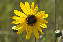 stiff sunflower (ssp. subrhomboideus)