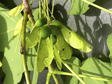 sugar maple (ssp. saccharum)