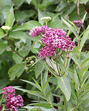 swamp milkweed