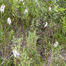 tall cottongrass