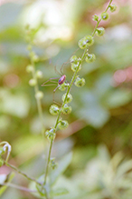 tall hairy agrimony