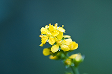 tall hairy agrimony