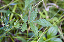 tall hairy agrimony