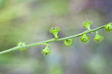 tall hairy agrimony