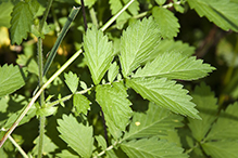tall hairy agrimony