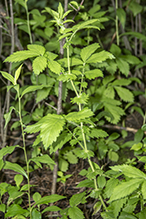 tall hairy agrimony