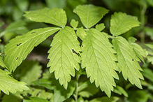 tall hairy agrimony