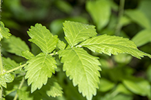 tall hairy agrimony